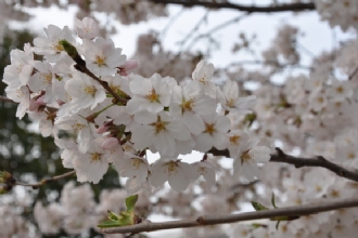 快来赏樱花